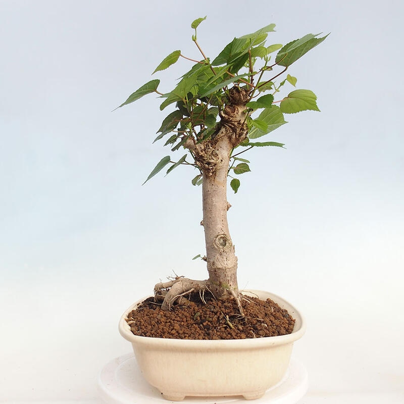 Pokojová bonsai - Hibiscus tiliaceus - Ibišek lípovitý, morský