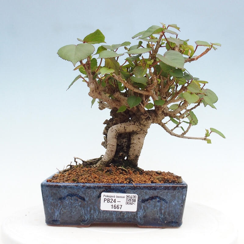 Pokojová bonsai - Hibiscus tiliaceus - Ibišek lípovitý, morský