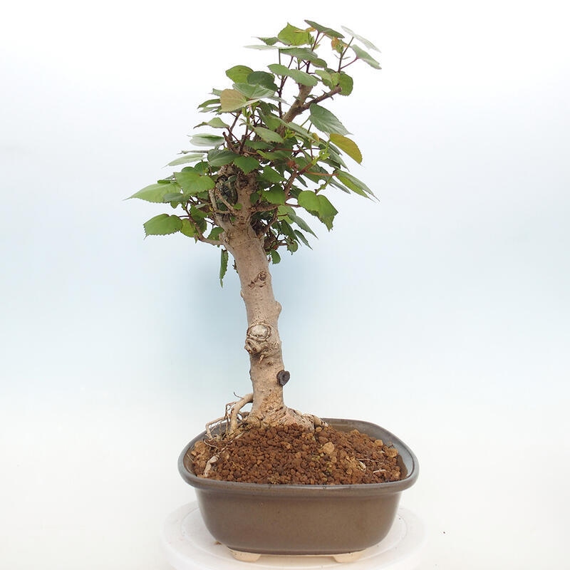 Pokojová bonsai - Hibiscus tiliaceus - Ibišek lípovitý, morský