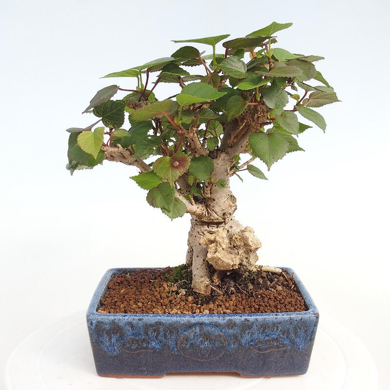 Pokojová bonsai - Hibiscus tiliaceus - Ibišek lípovitý, morský