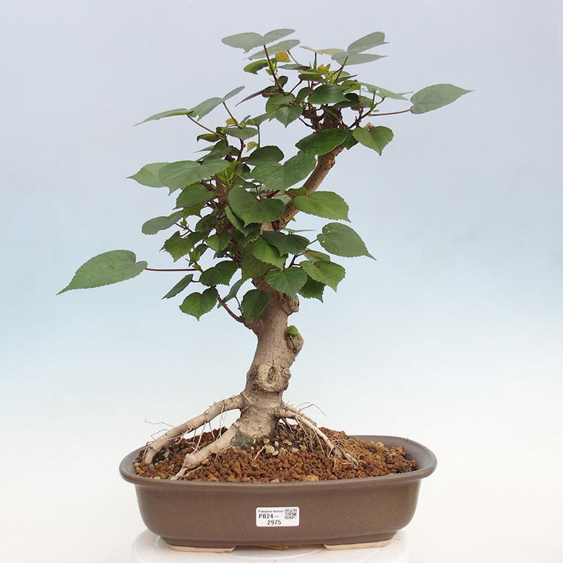 Pokojová bonsai - Hibiscus tiliaceus - Ibišek lípovitý, morský