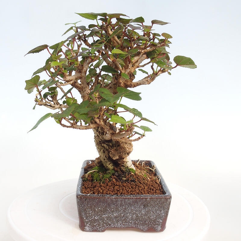 Pokojová bonsai - Hibiscus tiliaceus - Ibišek lípovitý, morský