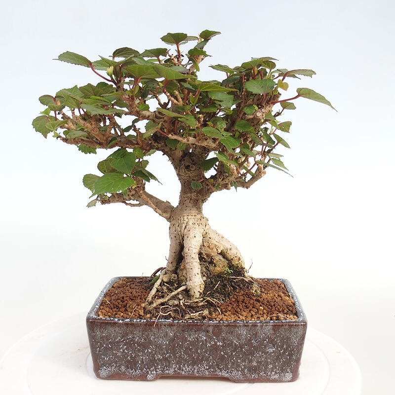 Pokojová bonsai - Hibiscus tiliaceus - Ibišek lípovitý, morský