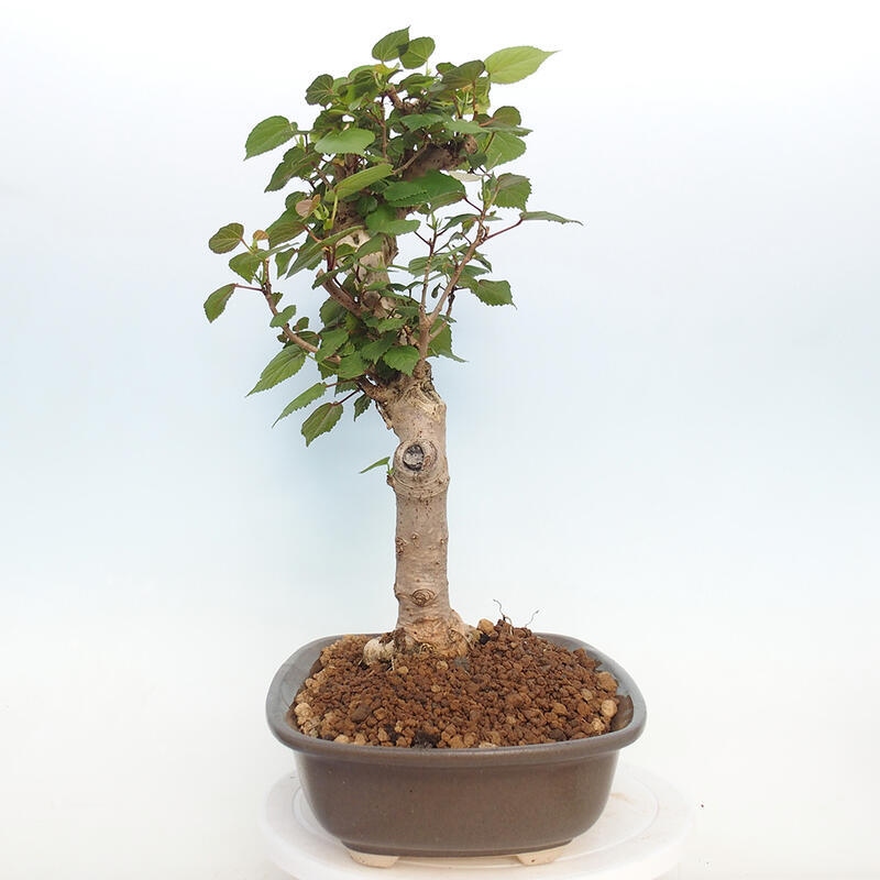 Pokojová bonsai - Hibiscus tiliaceus - Ibišek lípovitý, morský