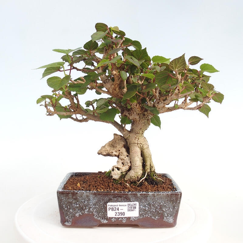 Pokojová bonsai - Hibiscus tiliaceus - Ibišek lípovitý, morský