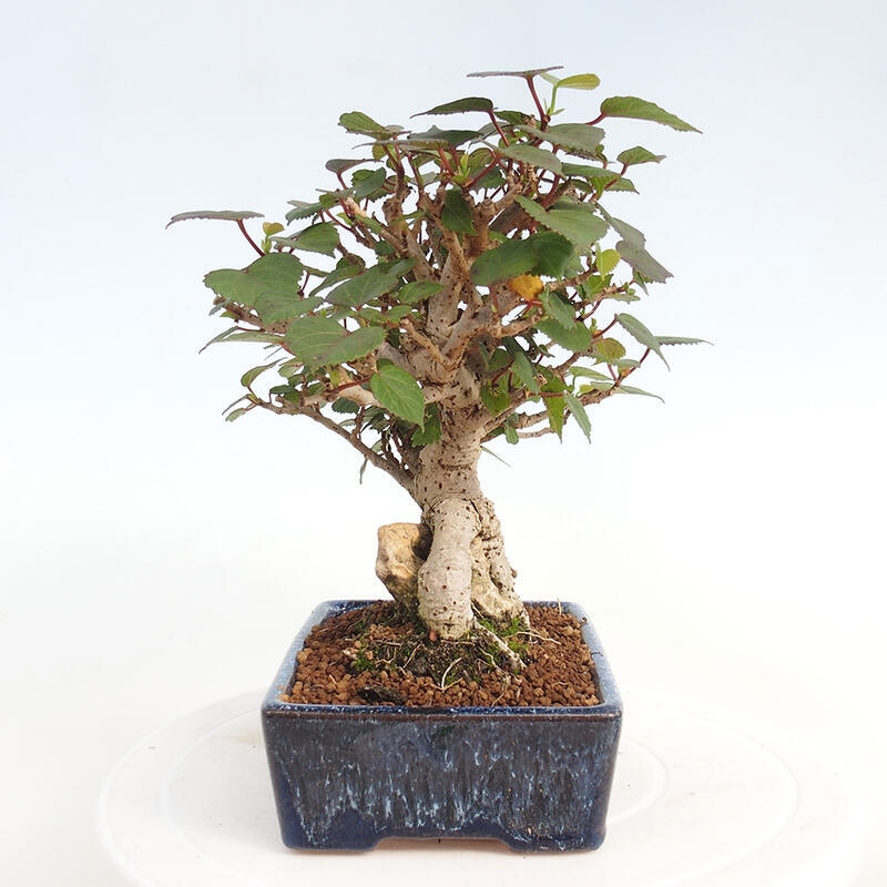 Pokojová bonsai - Hibiscus tiliaceus - Ibišek lípovitý, morský