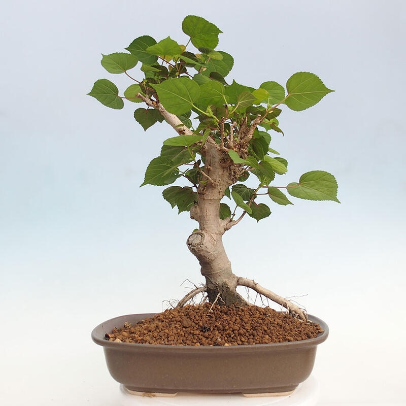 Pokojová bonsai - Hibiscus tiliaceus - Ibišek lípovitý, morský