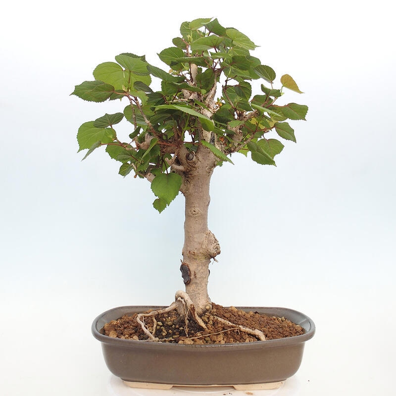 Pokojová bonsai - Hibiscus tiliaceus - Ibišek lípovitý, morský