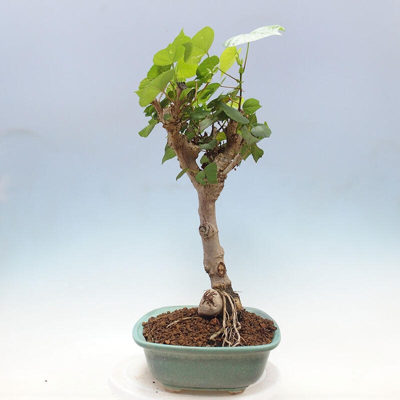 Pokojová bonsai - Hibiscus tiliaceus - Ibišek lípovitý, morský + kniha SUISEKI Zdarma