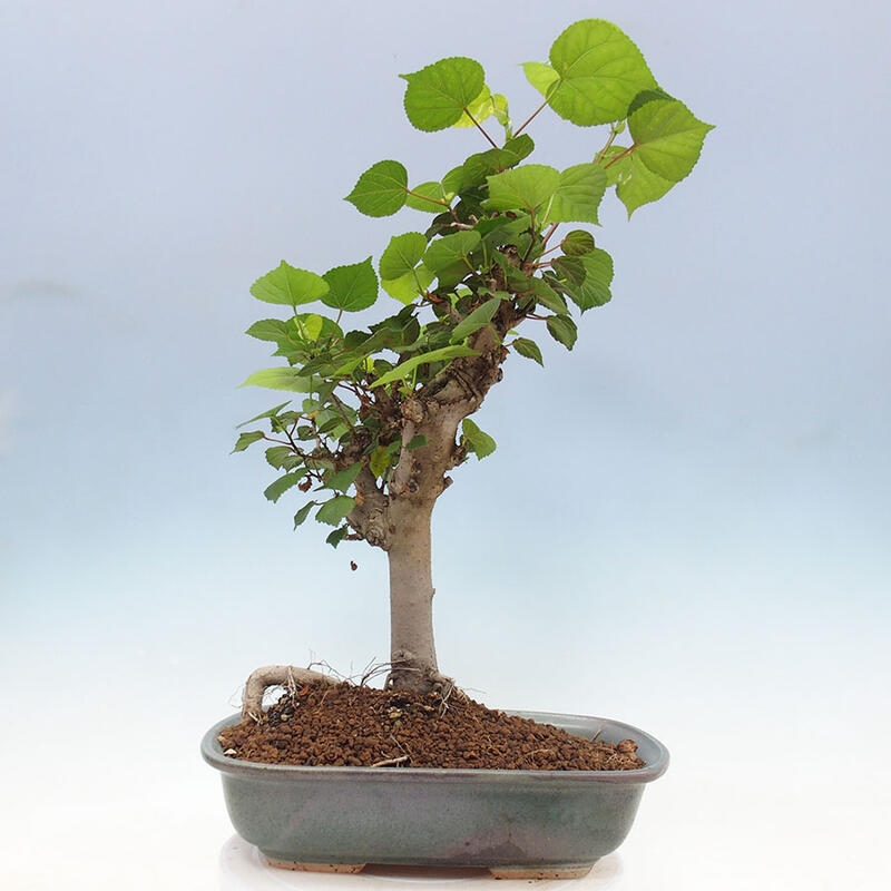 Pokojová bonsai - Hibiscus tiliaceus - Ibišek lípovitý, morský + kniha SUISEKI Zdarma