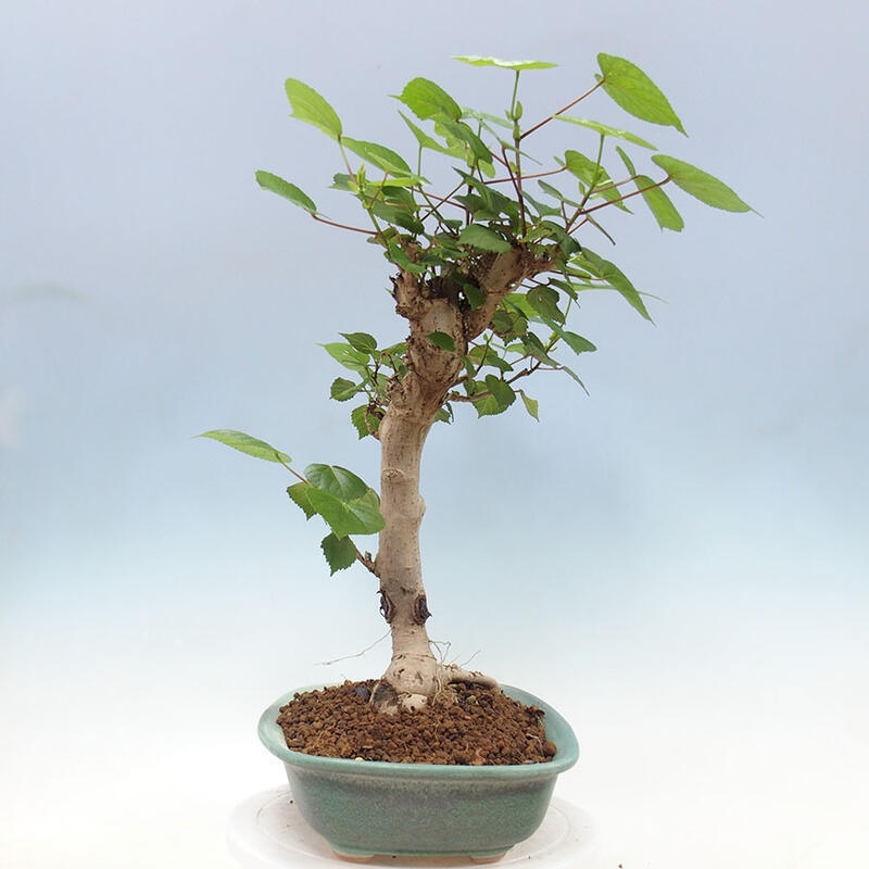 Pokojová bonsai - Hibiscus tiliaceus - Ibišek lípovitý, morský + kniha SUISEKI Zdarma