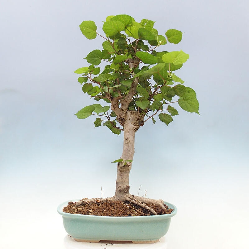 Pokojová bonsai - Hibiscus tiliaceus - Ibišek lípovitý, morský + kniha SUISEKI Zdarma