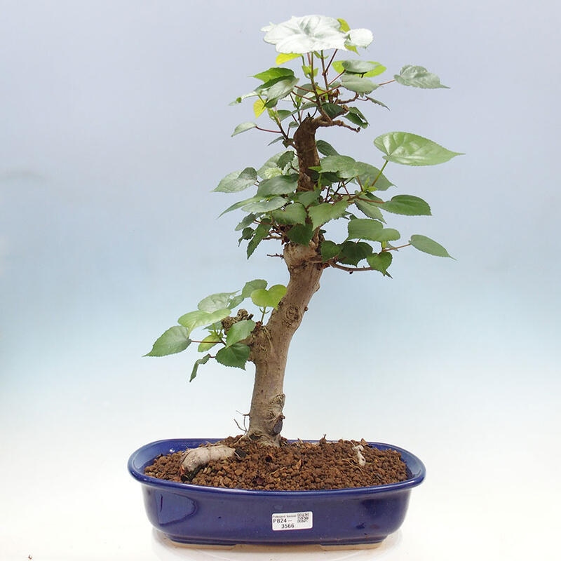 Pokojová bonsai - Hibiscus tiliaceus - Ibišek lípovitý, morský + kniha SUISEKI Zdarma