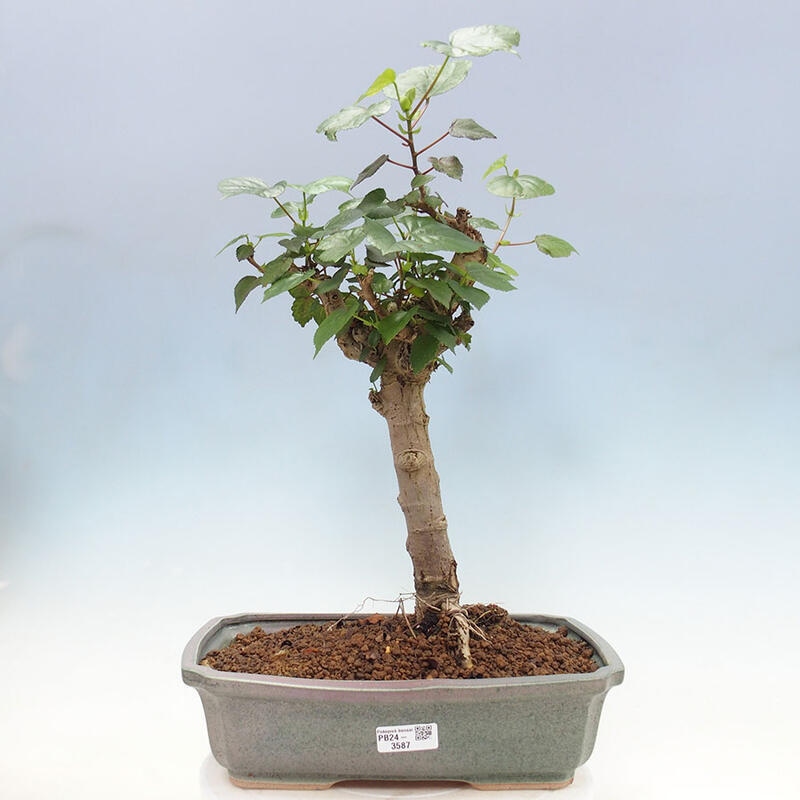 Pokojová bonsai - Hibiscus tiliaceus - Ibišek lípovitý, morský + kniha SUISEKI Zdarma