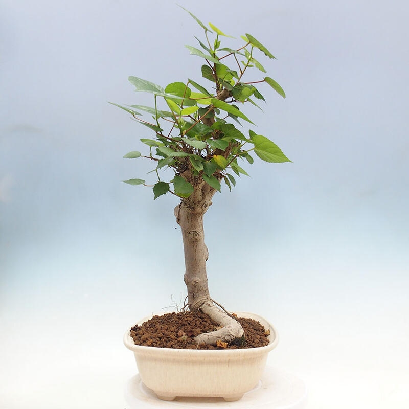 Pokojová bonsai - Hibiscus tiliaceus - Ibišek lípovitý, morský + kniha SUISEKI Zdarma