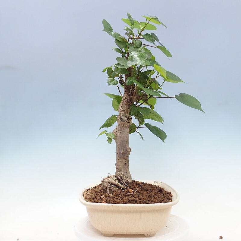 Pokojová bonsai - Hibiscus tiliaceus - Ibišek lípovitý, morský + kniha SUISEKI Zdarma