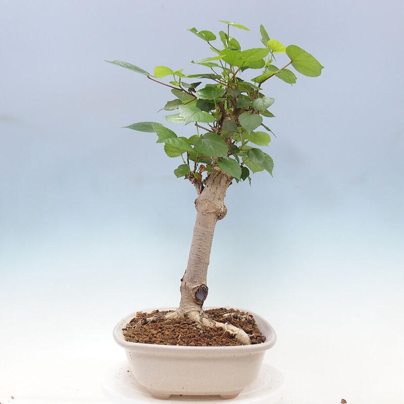 Pokojová bonsai - Hibiscus tiliaceus - Ibišek lípovitý, morský + kniha SUISEKI Zdarma