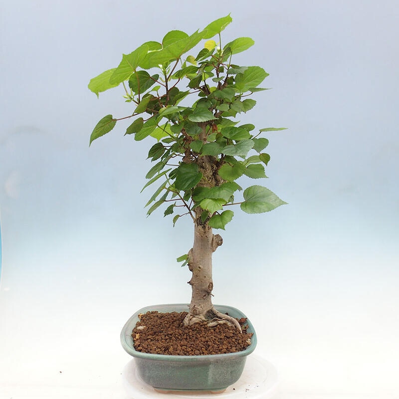 Pokojová bonsai - Hibiscus tiliaceus - Ibišek lípovitý, morský + kniha SUISEKI Zdarma