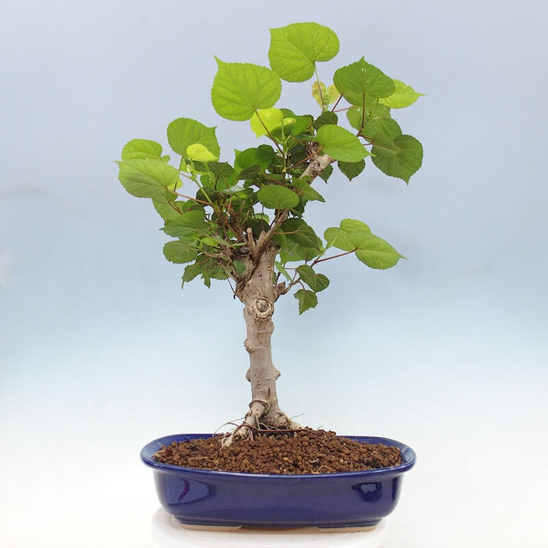 Pokojová bonsai - Hibiscus tiliaceus - Ibišek lípovitý, morský + kniha SUISEKI Zdarma