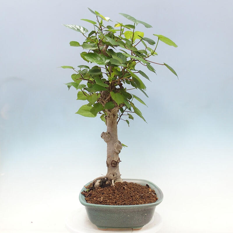 Pokojová bonsai - Hibiscus tiliaceus - Ibišek lípovitý, morský + kniha SUISEKI Zdarma