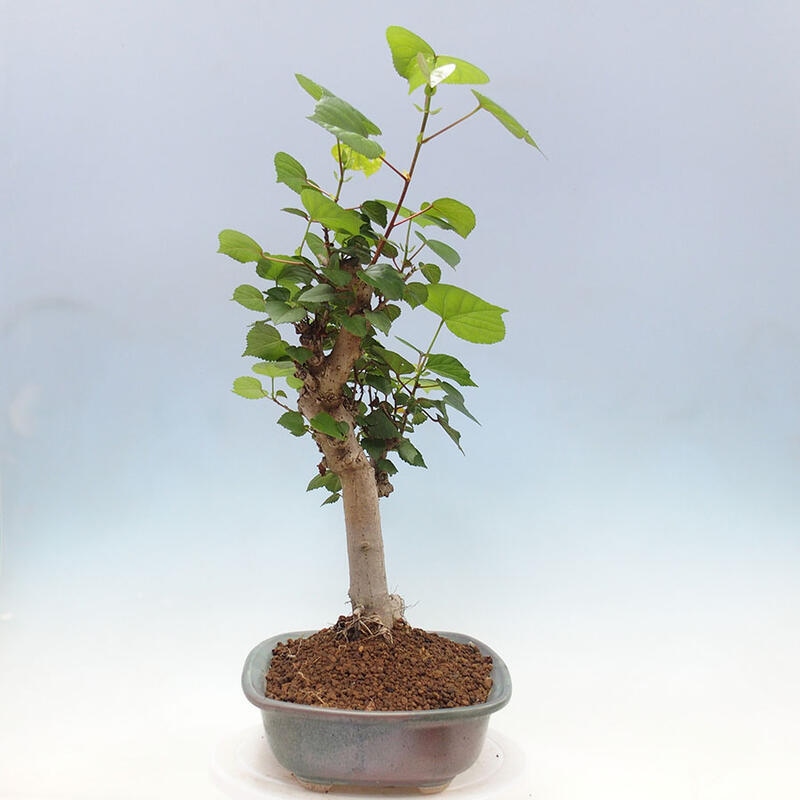 Pokojová bonsai - Hibiscus tiliaceus - Ibišek lípovitý, morský + kniha SUISEKI Zdarma