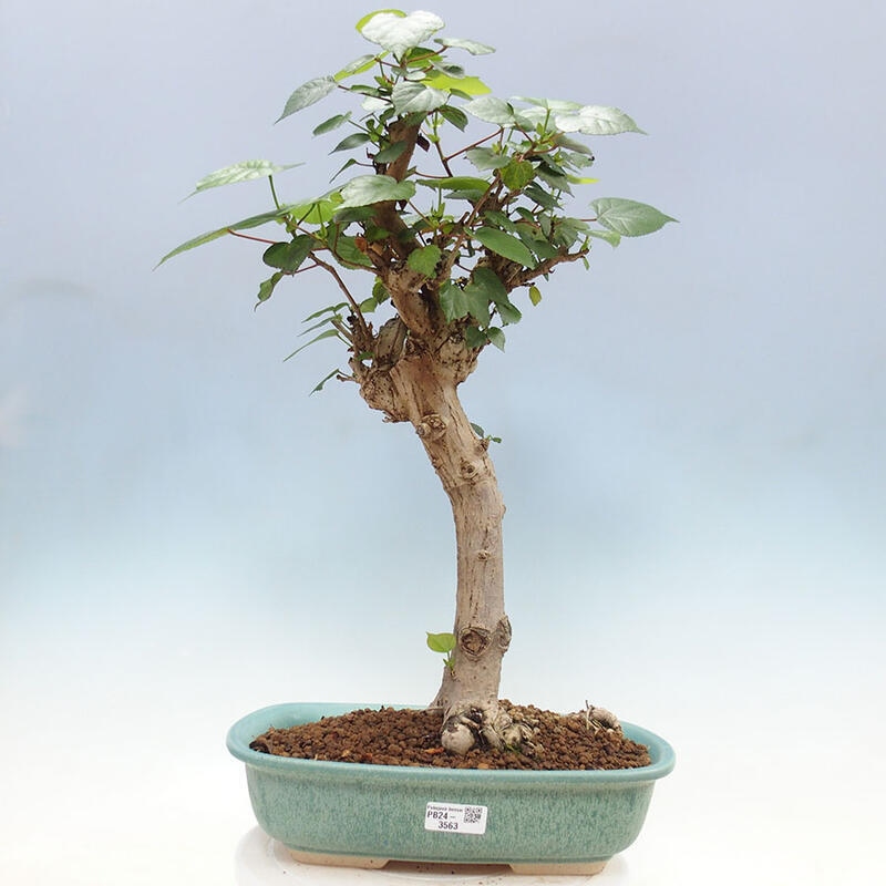 Pokojová bonsai - Hibiscus tiliaceus - Ibišek lípovitý, morský + kniha SUISEKI Zdarma