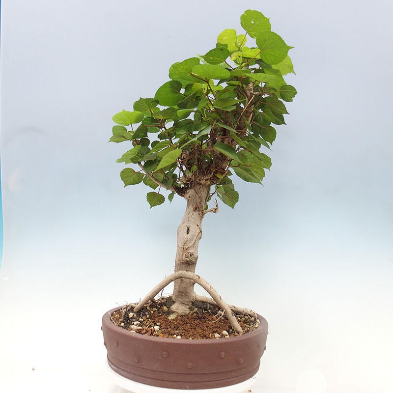 Pokojová bonsai - Hibiscus tiliaceus - Ibišek lípovitý, morský + kniha SUISEKI Zdarma