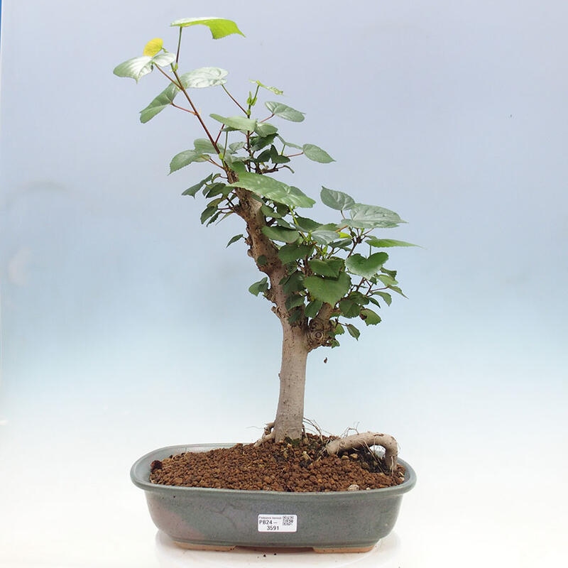 Pokojová bonsai - Hibiscus tiliaceus - Ibišek lípovitý, morský + kniha SUISEKI Zdarma