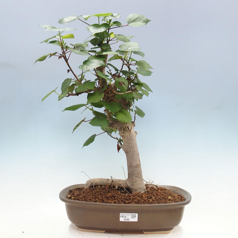 Pokojová bonsai - Hibiscus tiliaceus - Ibišek lípovitý, morský + kniha SUISEKI Zdarma