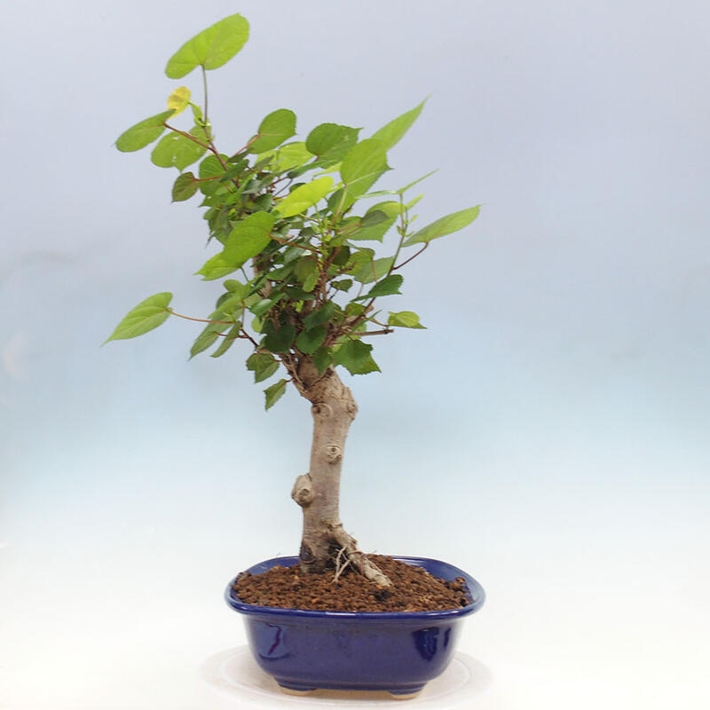 Pokojová bonsai - Hibiscus tiliaceus - Ibišek lípovitý, morský + kniha SUISEKI Zdarma