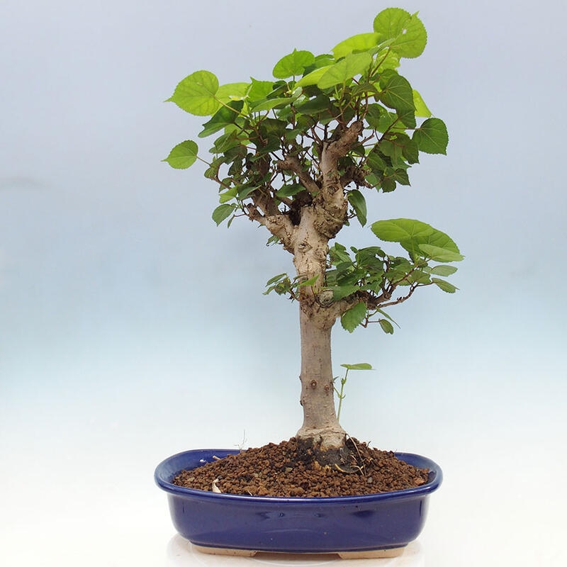 Pokojová bonsai - Hibiscus tiliaceus - Ibišek lípovitý, morský + kniha SUISEKI Zdarma