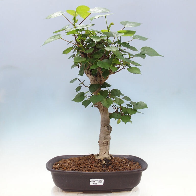 Pokojová bonsai - Hibiscus tiliaceus - Ibišek lípovitý, morský + kniha SUISEKI Zdarma