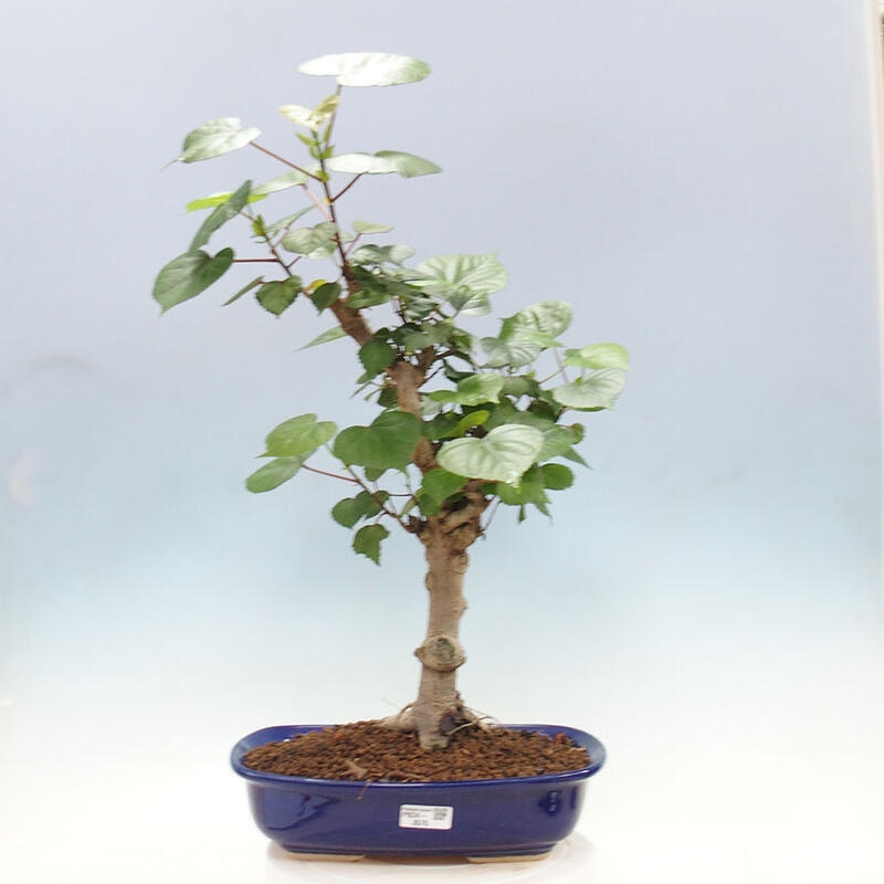 Pokojová bonsai - Hibiscus tiliaceus - Ibišek lípovitý, morský + kniha SUISEKI Zdarma