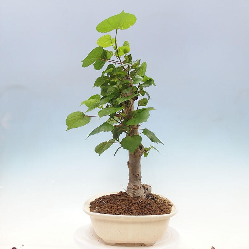 Pokojová bonsai - Hibiscus tiliaceus - Ibišek lípovitý, morský + kniha SUISEKI Zdarma