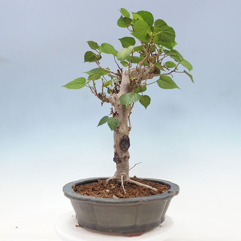 Pokojová bonsai - Hibiscus tiliaceus - Ibišek lípovitý, morský + kniha SUISEKI Zdarma