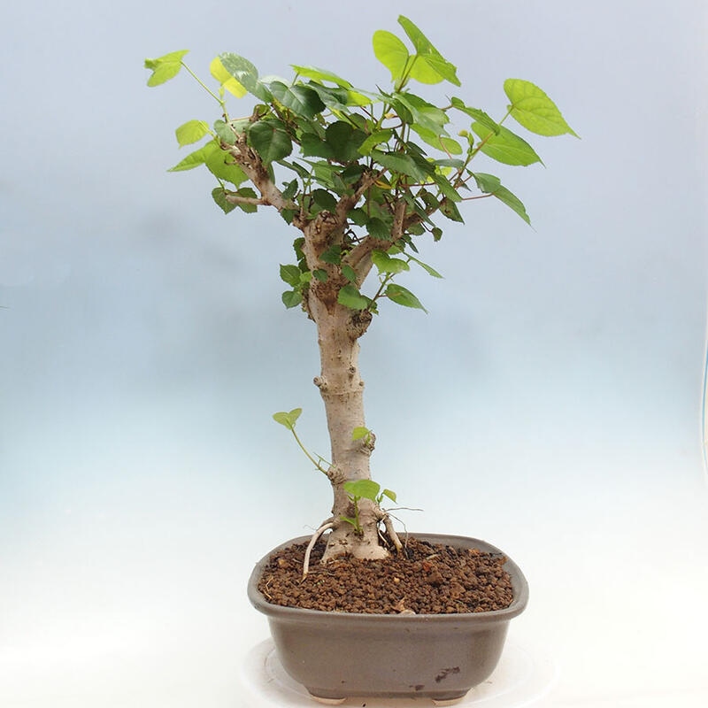 Pokojová bonsai - Hibiscus tiliaceus - Ibišek lípovitý, morský + kniha SUISEKI Zdarma