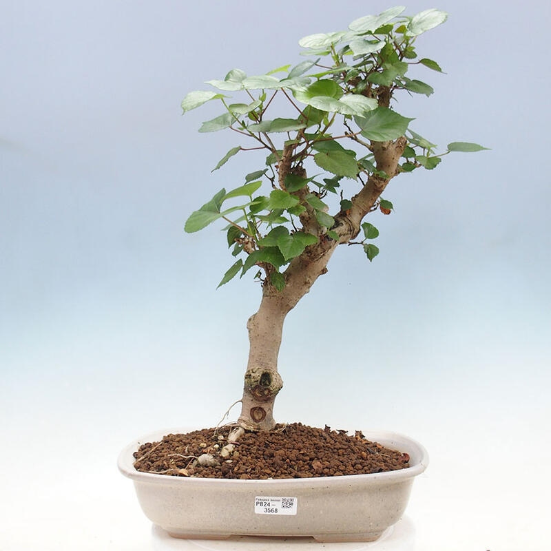 Pokojová bonsai - Hibiscus tiliaceus - Ibišek lípovitý, morský + kniha SUISEKI Zdarma