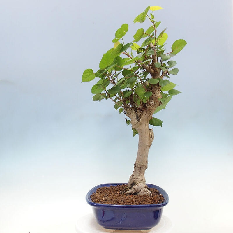 Pokojová bonsai - Hibiscus tiliaceus - Ibišek lípovitý, morský + kniha SUISEKI Zdarma