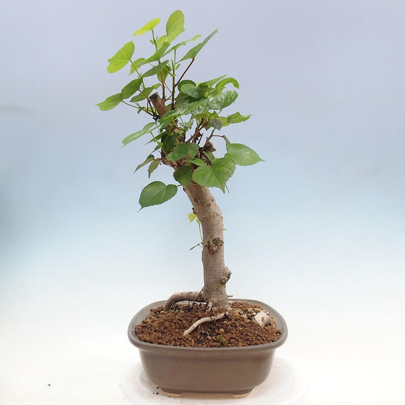 Pokojová bonsai - Hibiscus tiliaceus - Ibišek lípovitý, morský + kniha SUISEKI Zdarma