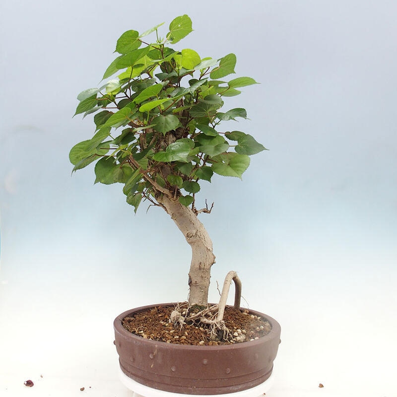 Pokojová bonsai - Hibiscus tiliaceus - Ibišek lípovitý, morský + kniha SUISEKI Zdarma