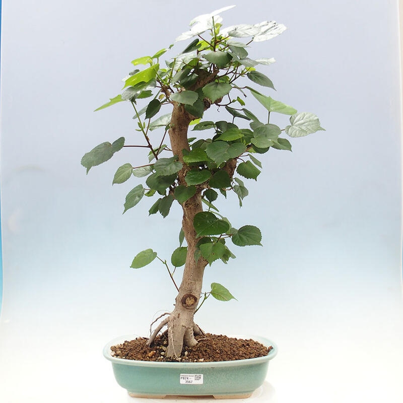 Pokojová bonsai - Hibiscus tiliaceus - Ibišek lípovitý, morský + kniha SUISEKI Zdarma