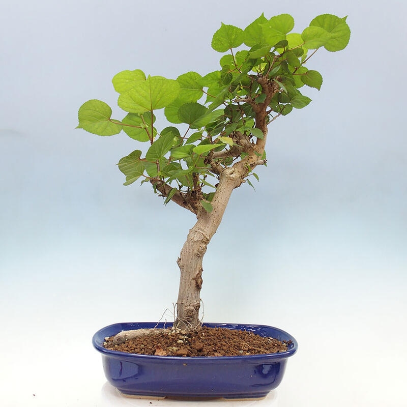 Pokojová bonsai - Hibiscus tiliaceus - Ibišek lípovitý, morský + kniha SUISEKI Zdarma