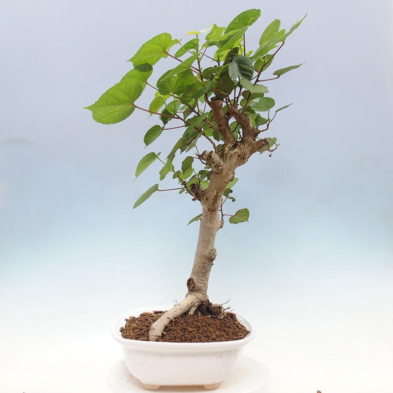 Pokojová bonsai - Hibiscus tiliaceus - Ibišek lípovitý, morský + kniha SUISEKI Zdarma