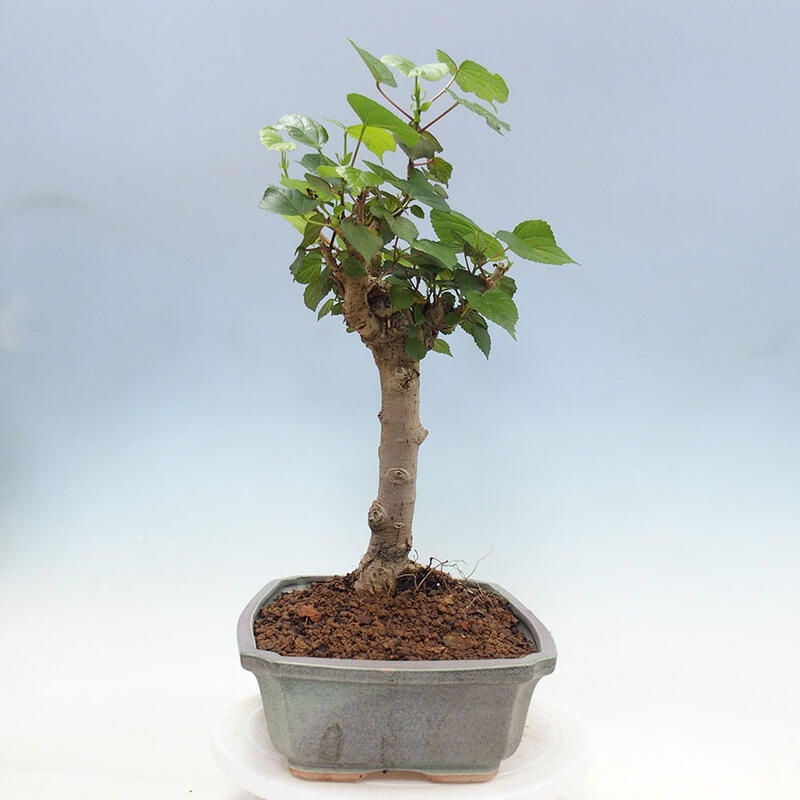 Pokojová bonsai - Hibiscus tiliaceus - Ibišek lípovitý, morský + kniha SUISEKI Zdarma