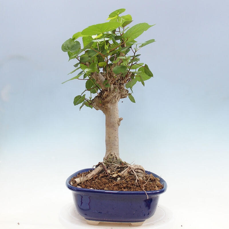 Pokojová bonsai - Hibiscus tiliaceus - Ibišek lípovitý, morský + kniha SUISEKI Zdarma