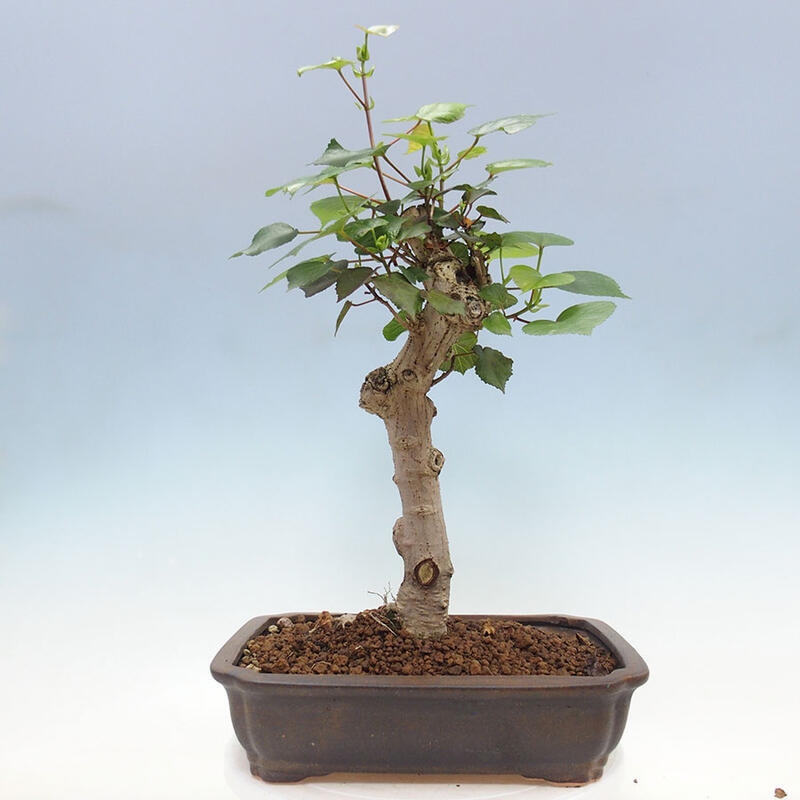 Pokojová bonsai - Hibiscus tiliaceus - Ibišek lípovitý, morský + kniha SUISEKI Zdarma