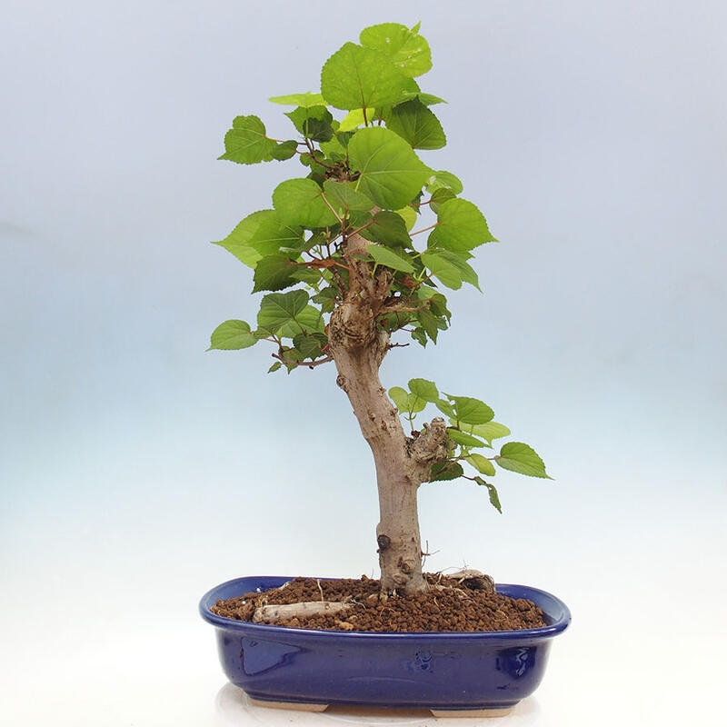 Pokojová bonsai - Hibiscus tiliaceus - Ibišek lípovitý, morský + kniha SUISEKI Zdarma