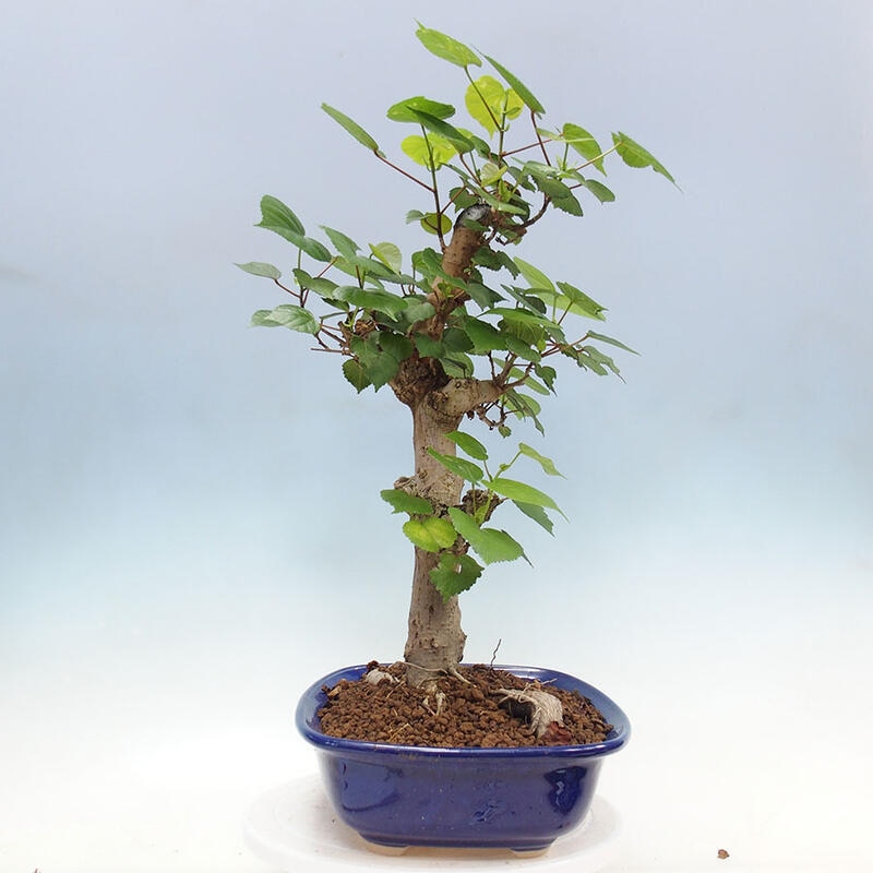 Pokojová bonsai - Hibiscus tiliaceus - Ibišek lípovitý, morský + kniha SUISEKI Zdarma