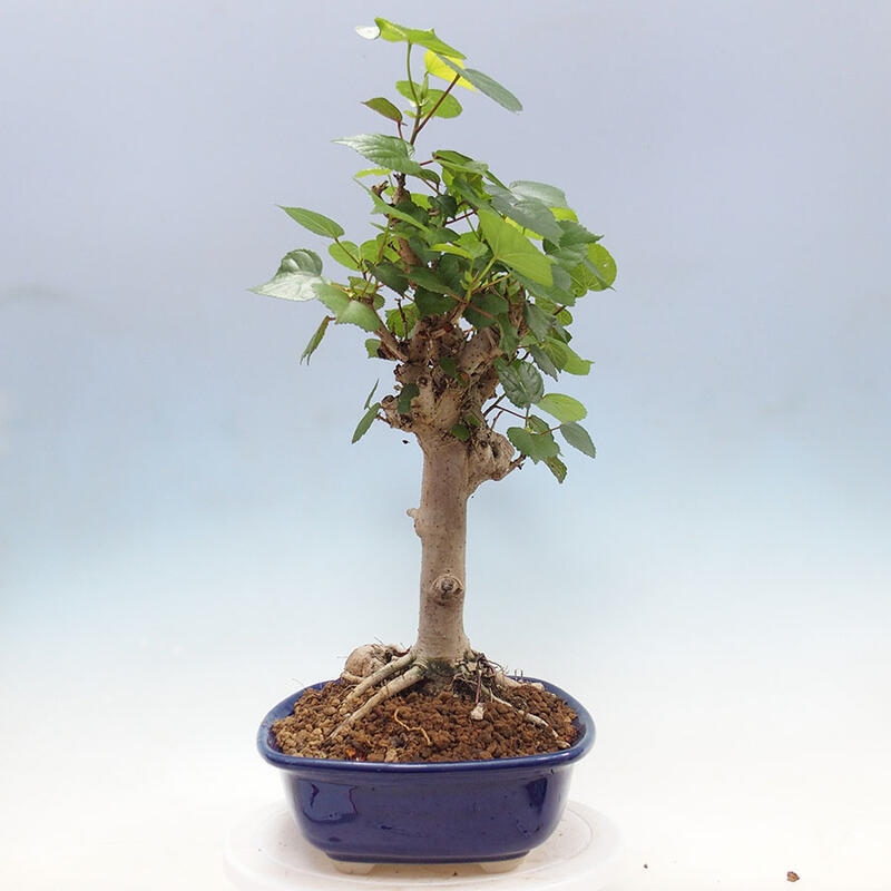 Pokojová bonsai - Hibiscus tiliaceus - Ibišek lípovitý, morský + kniha SUISEKI Zdarma