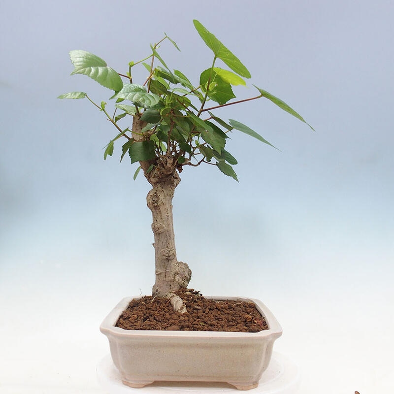 Pokojová bonsai - Hibiscus tiliaceus - Ibišek lípovitý, morský + kniha SUISEKI Zdarma